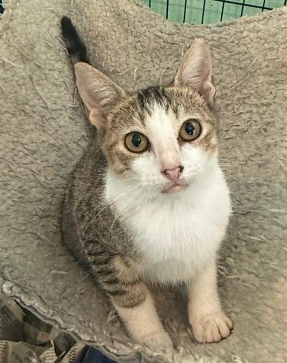 Coquito, a Adoptable Tabby in Windsor Locks, CT image 1/5