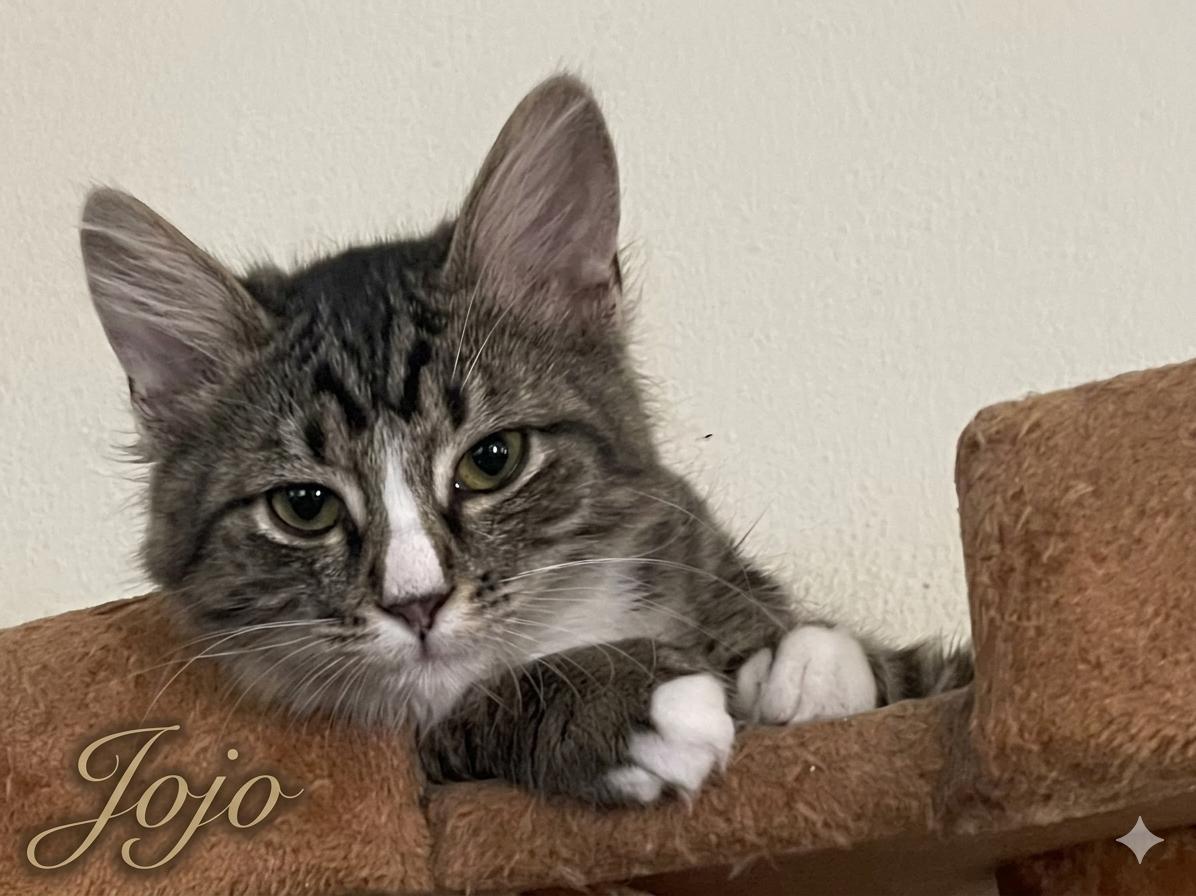 Enlarge JoJo, a Adoptable mixed breed in Palmdale, CA image 2/2