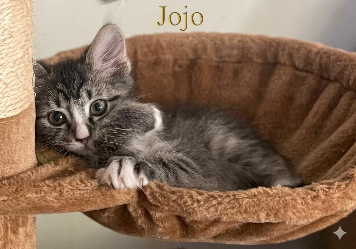 JoJo, Adoptable, Kitten Male Maine Coon & Tabby.
