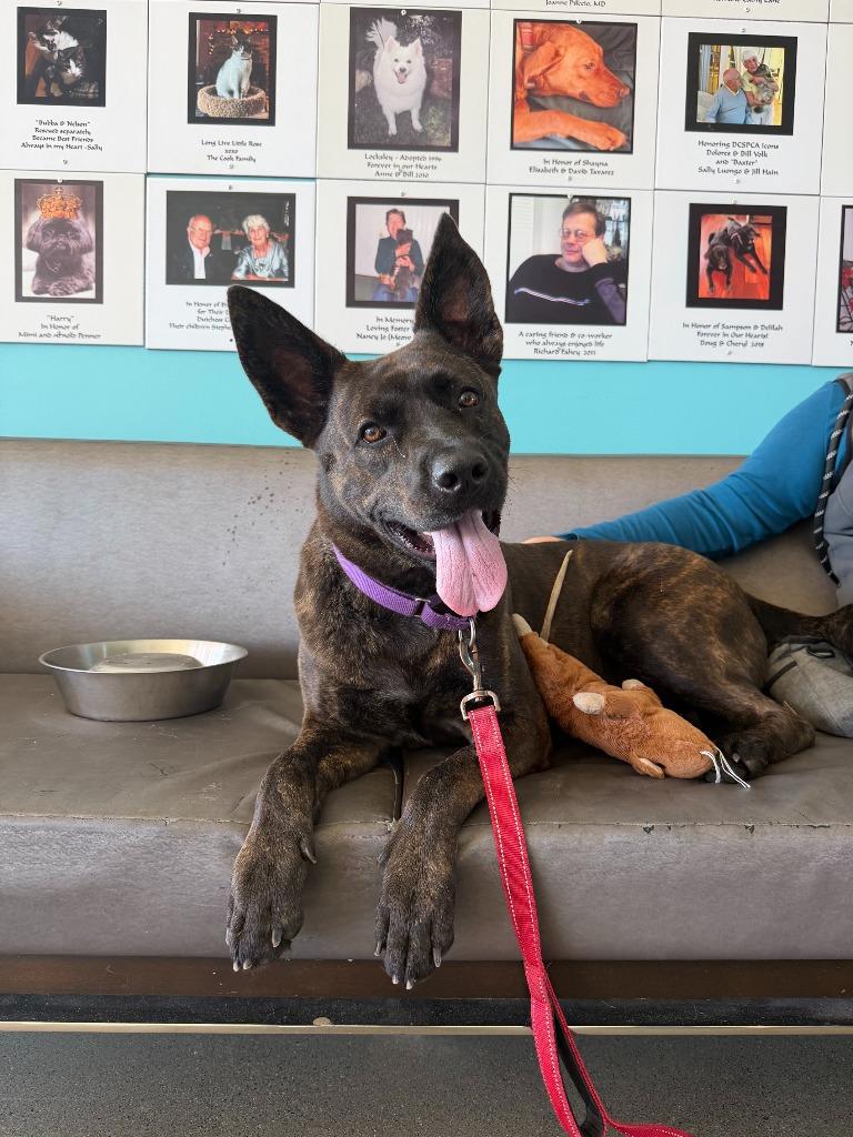 Nymera, Adoptable, Adult Female Mixed Breed.