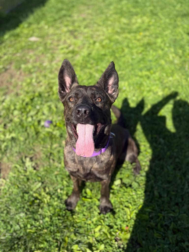 Enlarge Nymera, a Adoptable mixed breed in Hyde Park, NY image 2/4