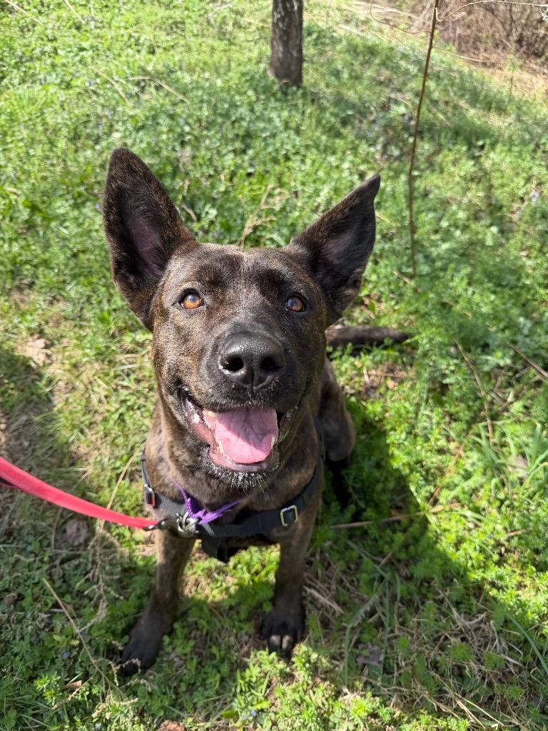 Enlarge Nymera, a Adoptable mixed breed in Hyde Park, NY image 3/4