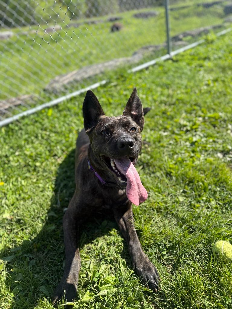 Enlarge Nymera, a Adoptable mixed breed in Hyde Park, NY image 4/4
