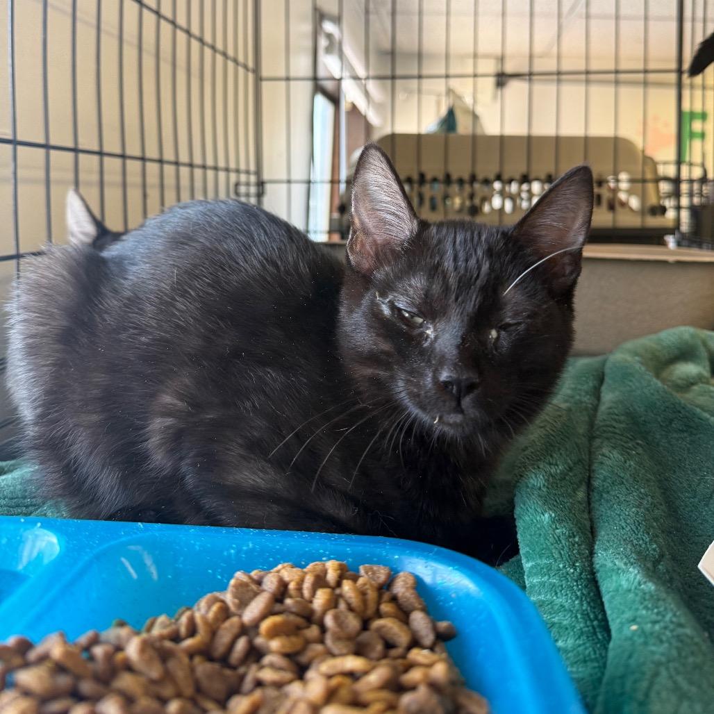 Liu Kang, Adoptable, Kitten Male Domestic Short Hair.