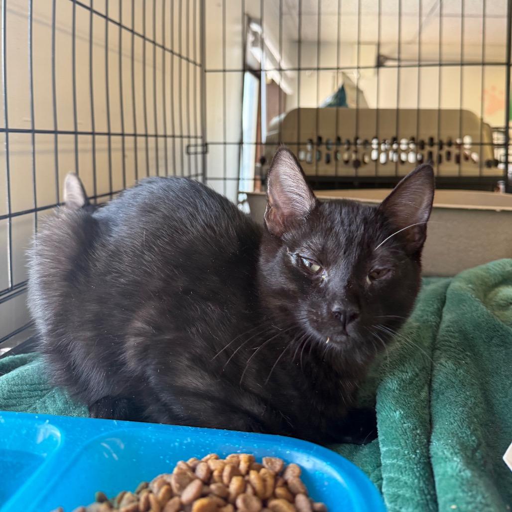 Enlarge Liu Kang, a Adoptable Domestic Short Hair in Spokane, WA image 2/2