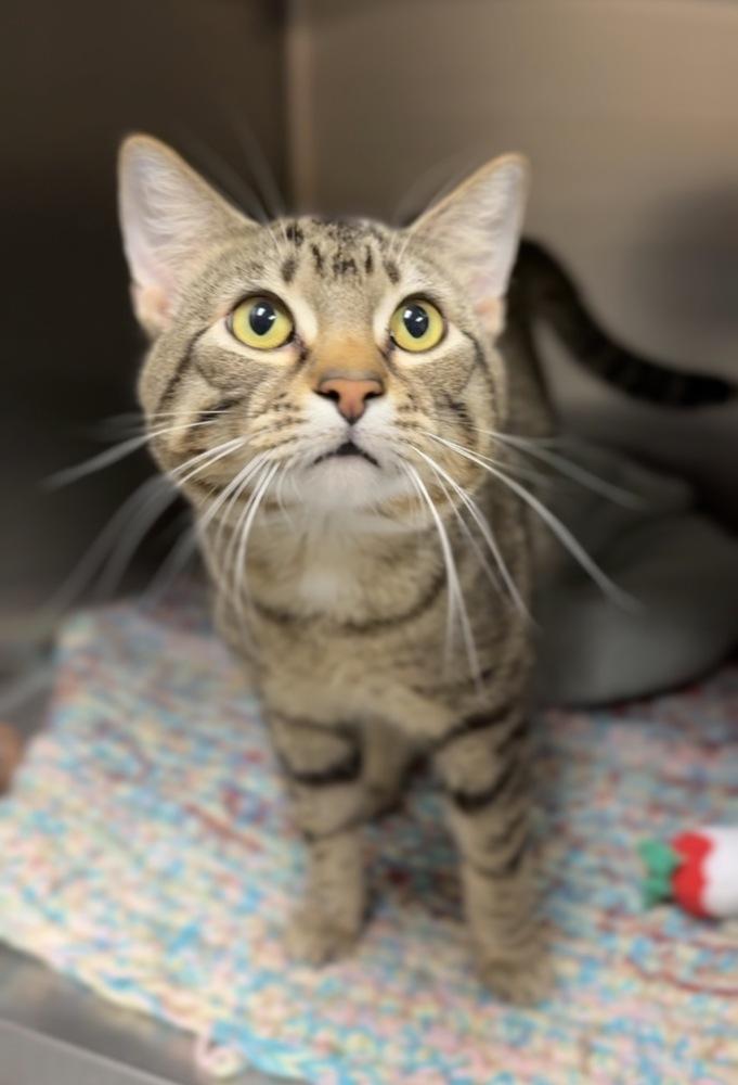 Enlarge Popper, a Adoptable mixed breed in Bemidji, MN image 1/1