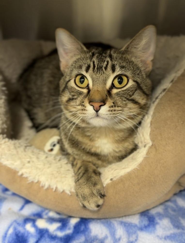 Enlarge Popper, a Adoptable mixed breed in Bemidji, MN image 2/2