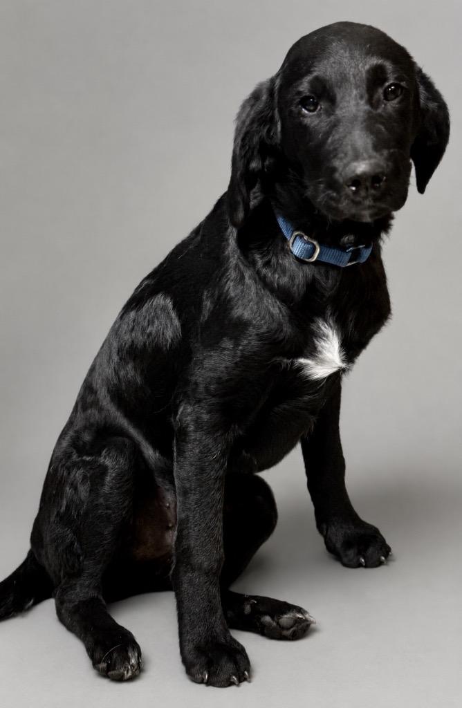 Beck, a Adopted mixed breed in Crossville, TN image 1/6