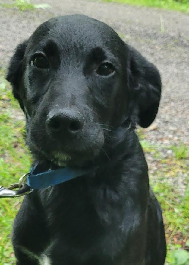 Beck, a Adopted mixed breed in Crossville, TN image 2/6