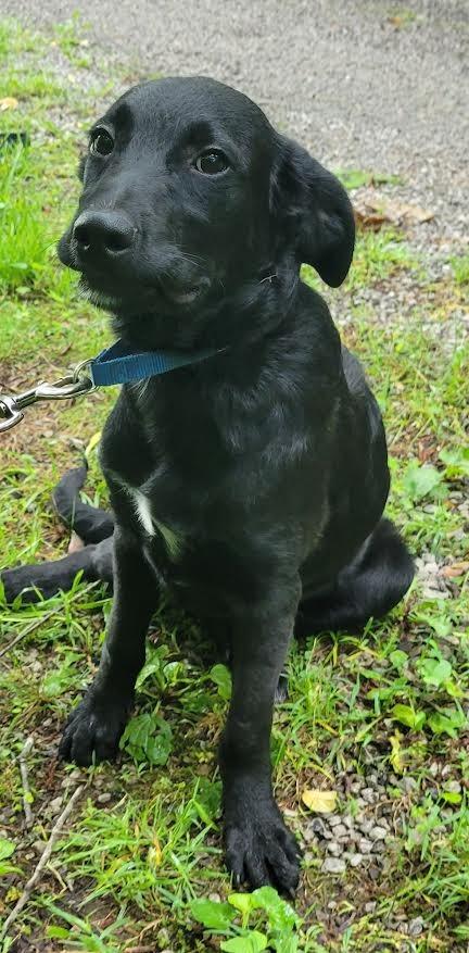 Beck, a Adopted mixed breed in Crossville, TN image 3/6