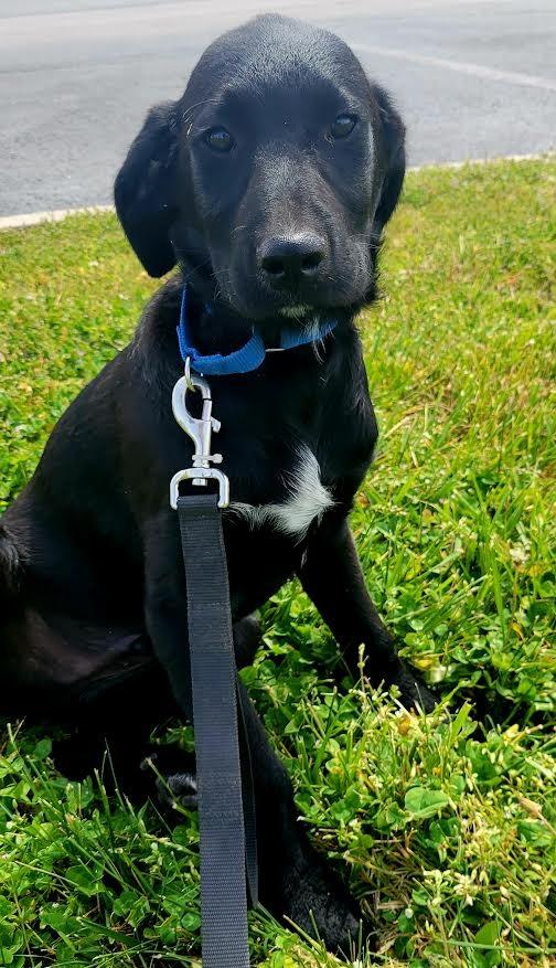 Beck, a Adopted mixed breed in Crossville, TN image 4/6