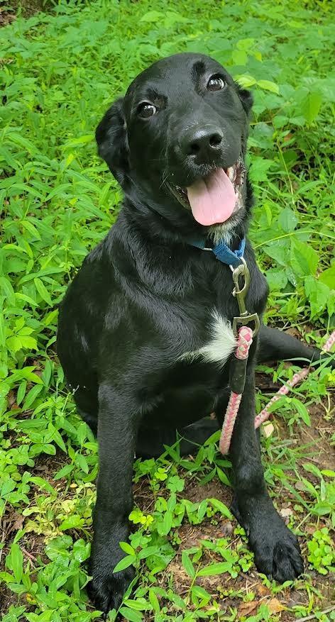 Beck, a Adopted mixed breed in Crossville, TN image 5/6
