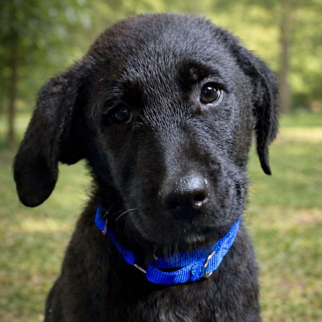 Beck, a Adopted mixed breed in Crossville, TN image 6/6