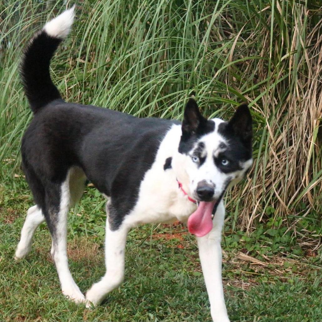 Princess, Adoptable, Adult Female Siberian Husky.