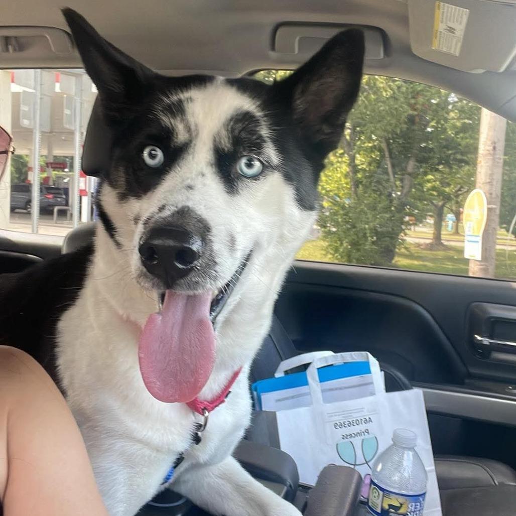 Enlarge Princess, a Adoptable Siberian Husky in Hope Mills, NC image 2/2