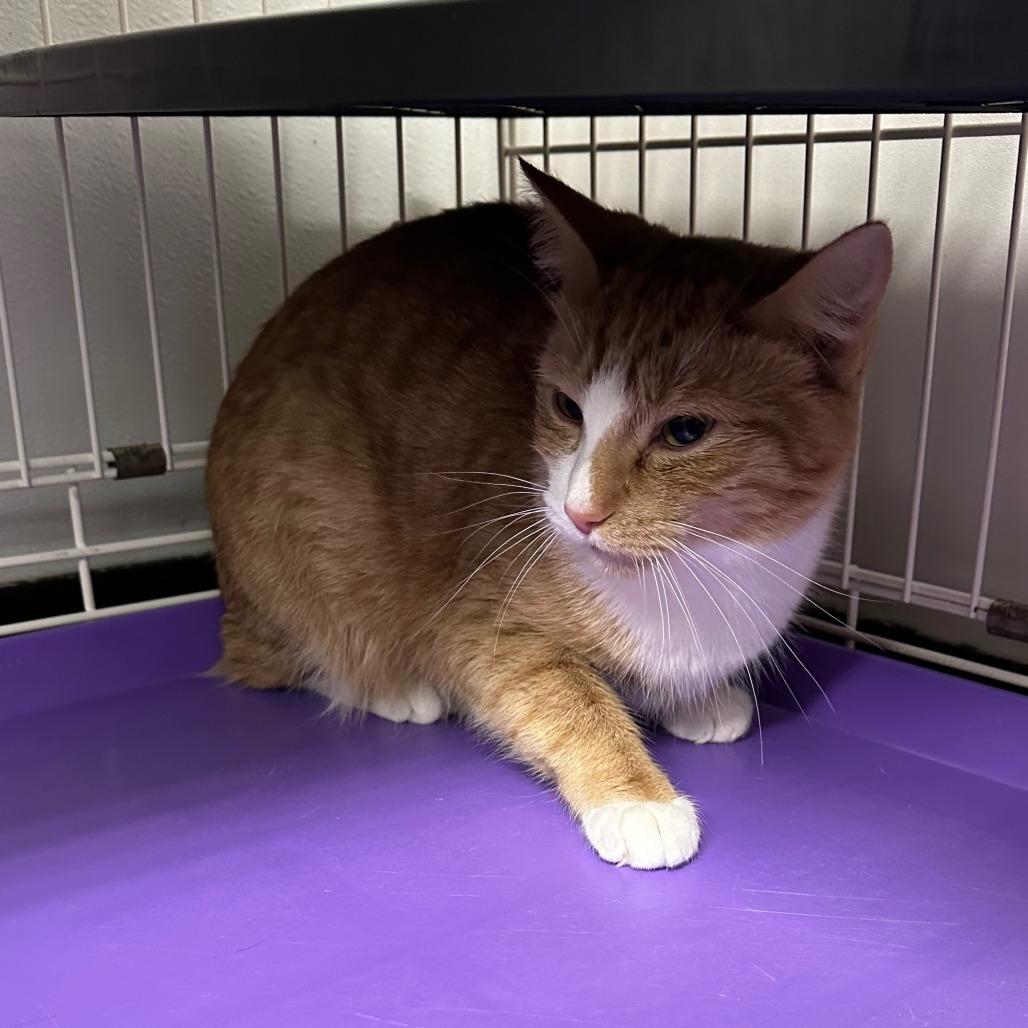 Whiskers, Adoptable, Adult Female Domestic Short Hair.