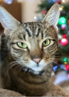 Copper, Young Male Tabby
