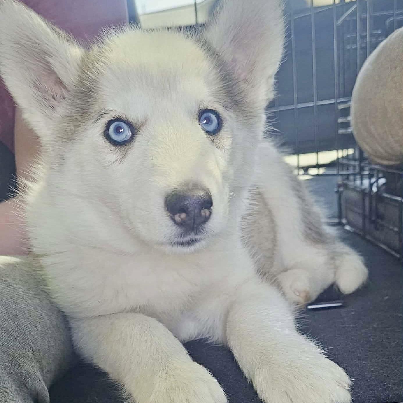 Enlarge Princess Leia, a Adoptable Husky in Hillsborough , NC image 1/3