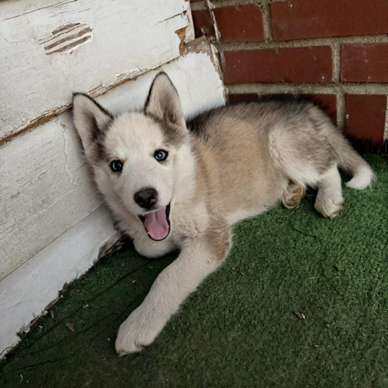 Enlarge Princess Leia, a Adoptable Husky in Hillsborough , NC image 2/3