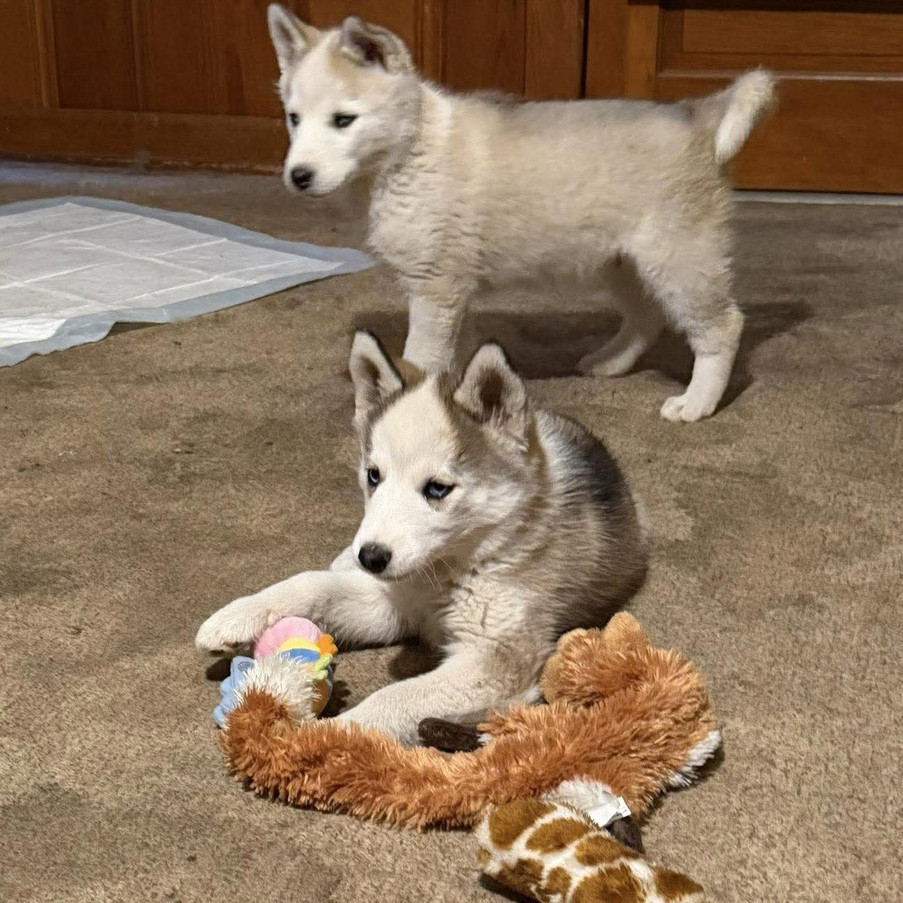 Enlarge Princess Leia, a Adoptable Husky in Hillsborough , NC image 3/3
