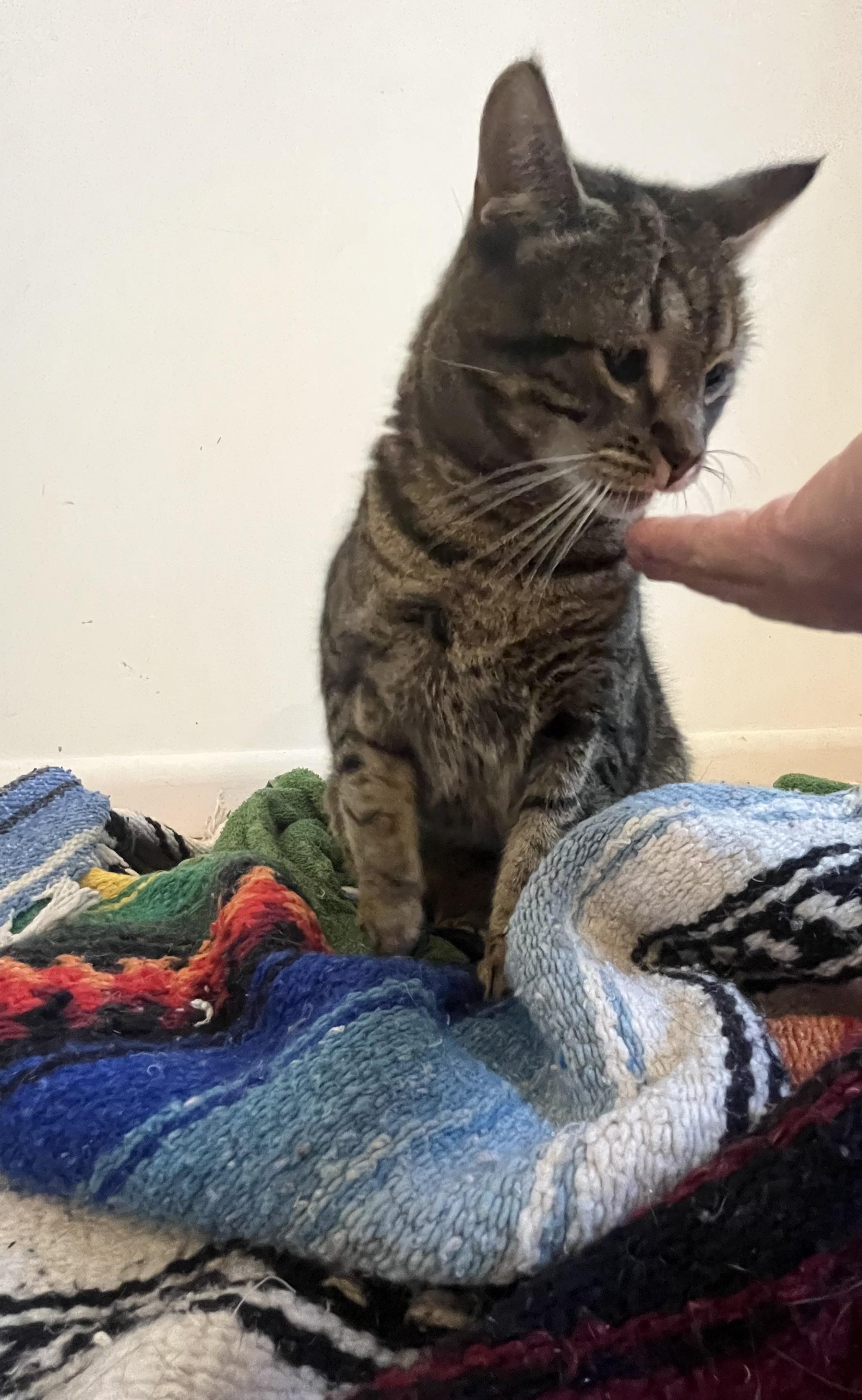 Enlarge Cat Power, the affectionate diva for those who appreciate grrl cat energy, a Adoptable Domestic Short Hair in Princeton, NJ image 6/6