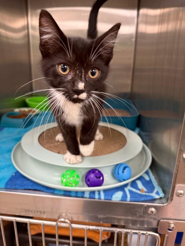 Rory, Adopted, Kitten Male Domestic Short Hair.