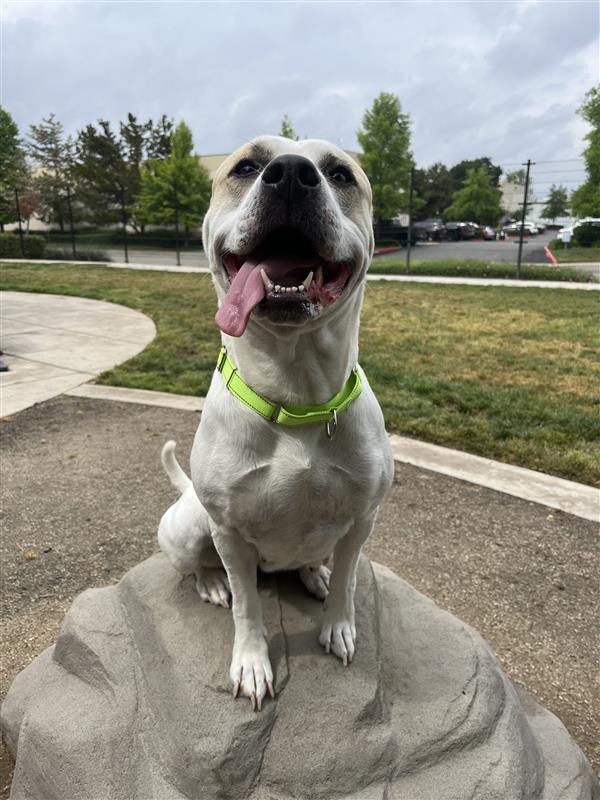 Macchiato, Adopted, Adult Female Pit Bull Terrier.