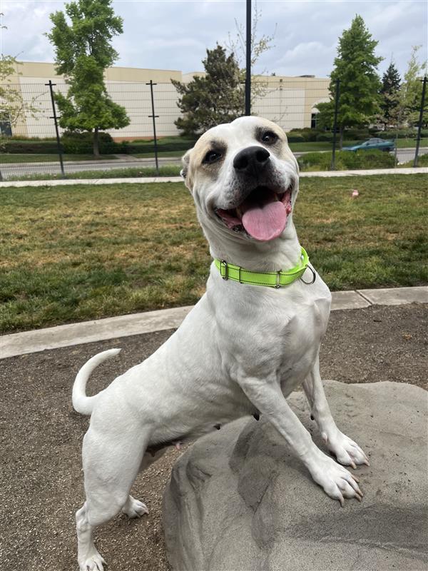 Enlarge Macchiato, a Adopted Pit Bull Terrier in Elk Grove, CA image 2/3