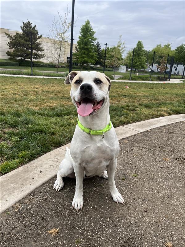 Enlarge Macchiato, a Adopted Pit Bull Terrier in Elk Grove, CA image 3/3