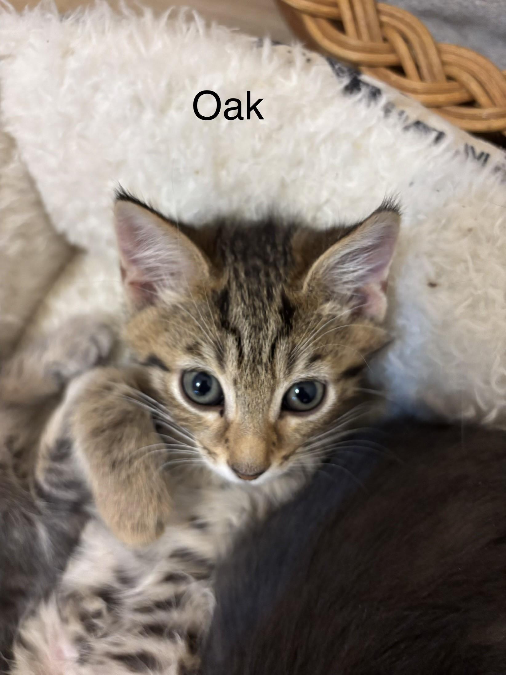 Coming Soon! Ash, Oak, Cypress, & Willow, a ADOPTABLE Tabby in Laurel, MD image 5/6