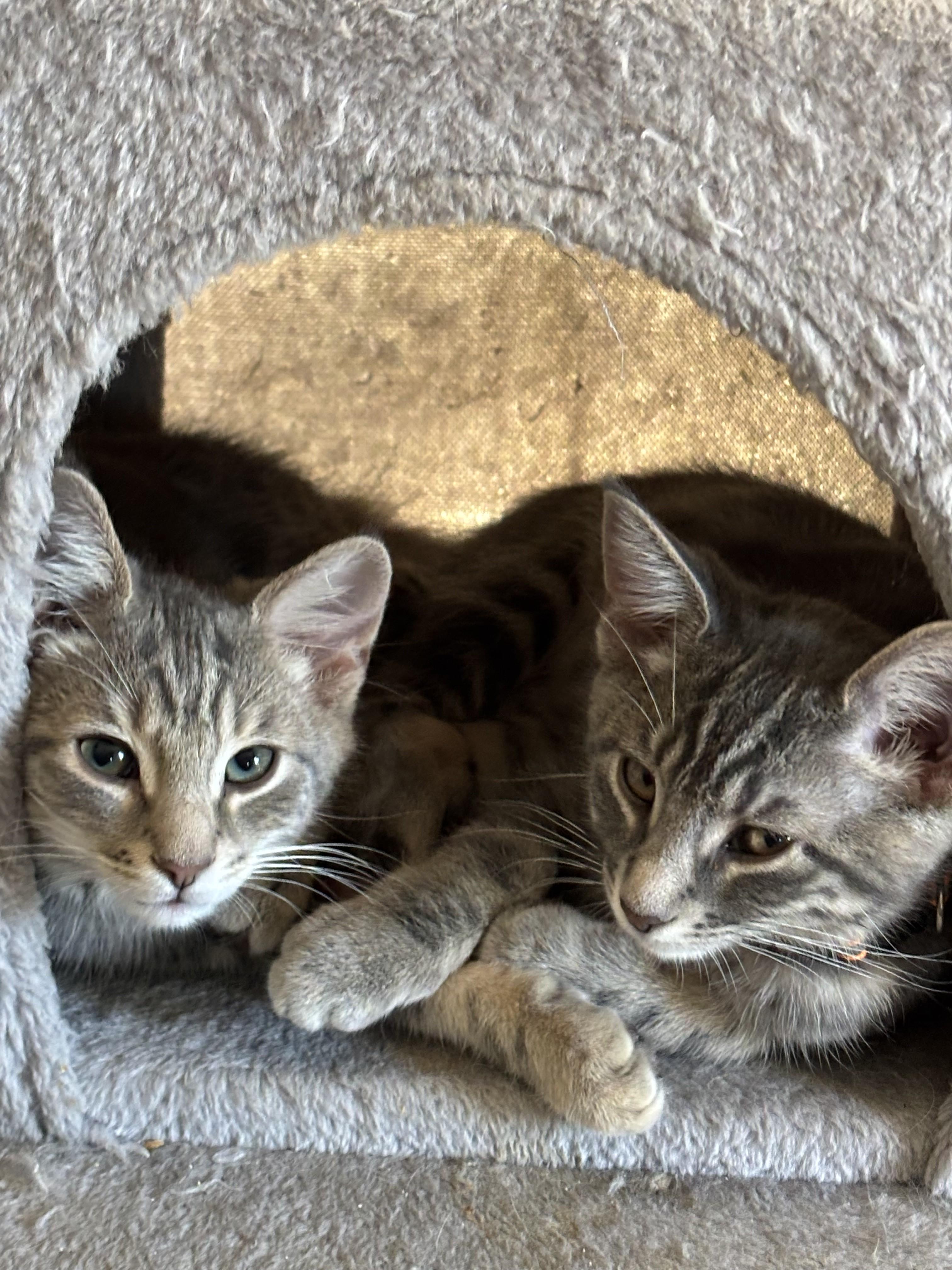 Enlarge Available Now- Cypress, & Willow, a ADOPTABLE Tabby in Laurel, MD image 5/5