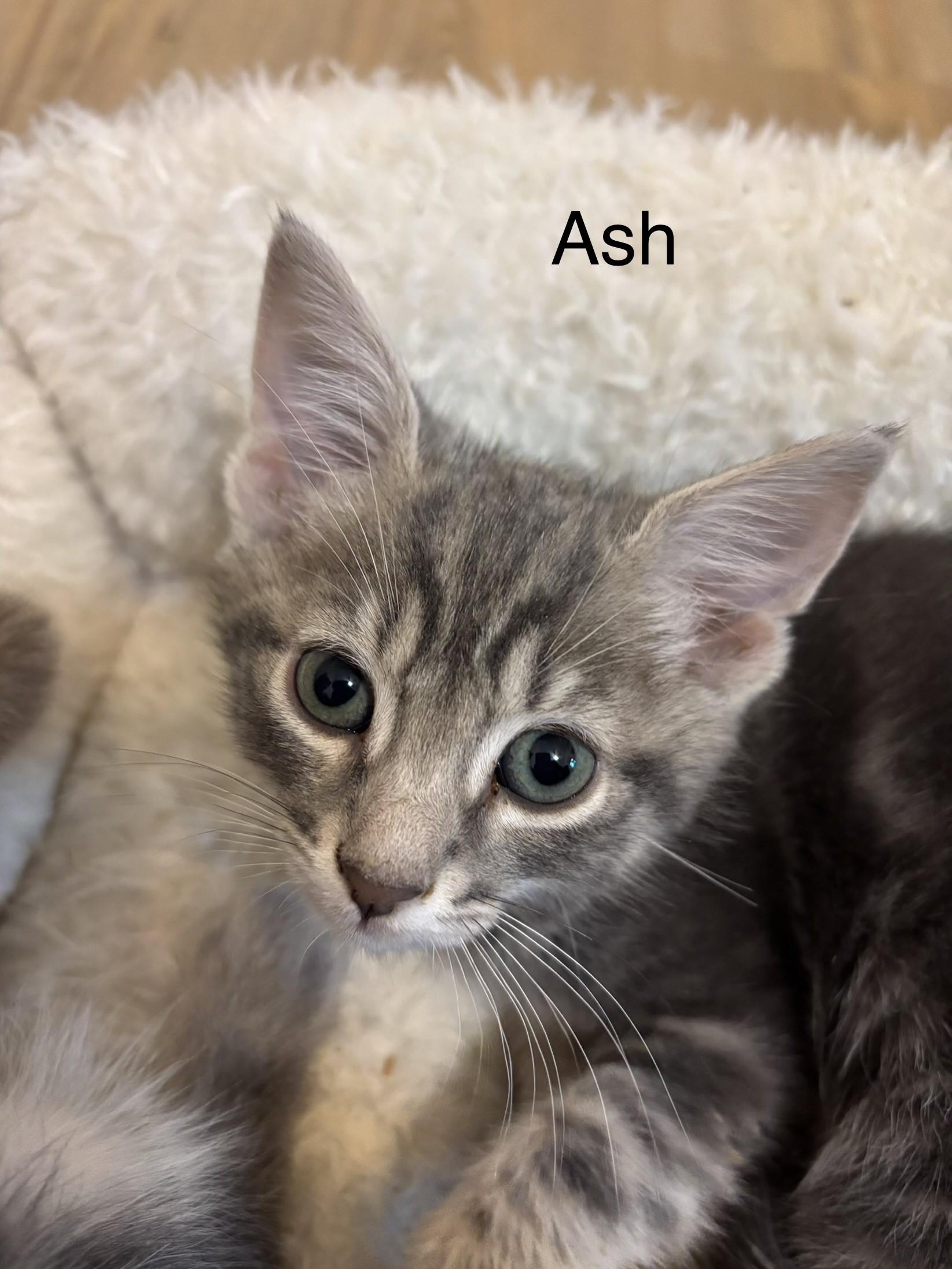 Coming Soon! Ash, Oak, Cypress, & Willow, a ADOPTABLE Tabby in Laurel, MD image 6/6