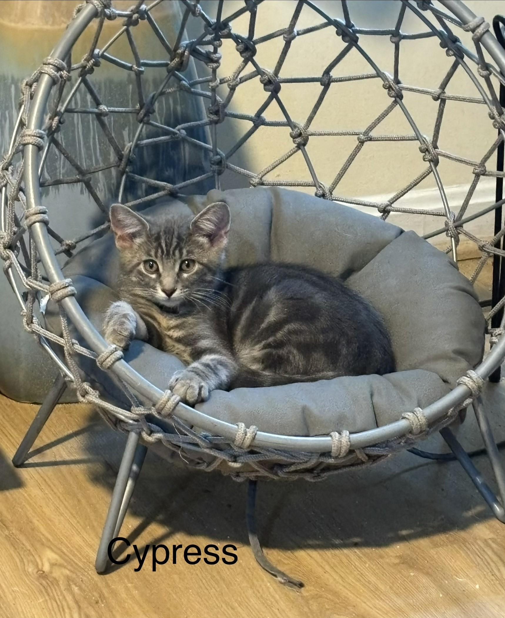 Enlarge Available Now Ash, Oak, Cypress, & Willow, a ADOPTABLE Tabby in Laurel, MD image 3/6