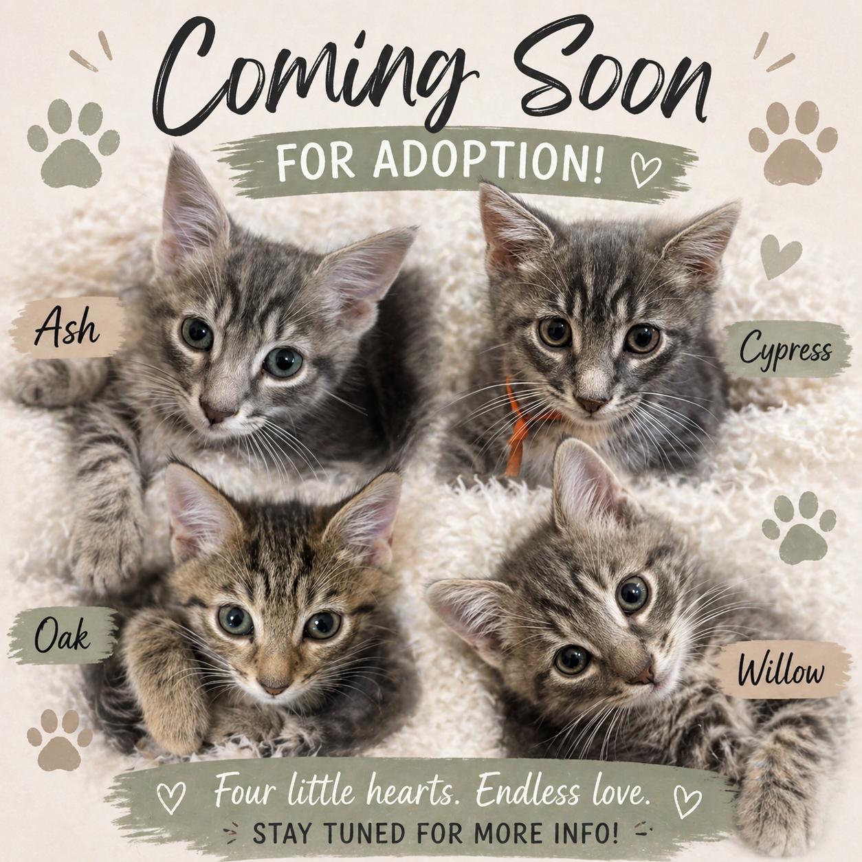 Coming Soon! Ash, Oak, Cypress, & Willow, ADOPTABLE, Kitten Male Tabby.
