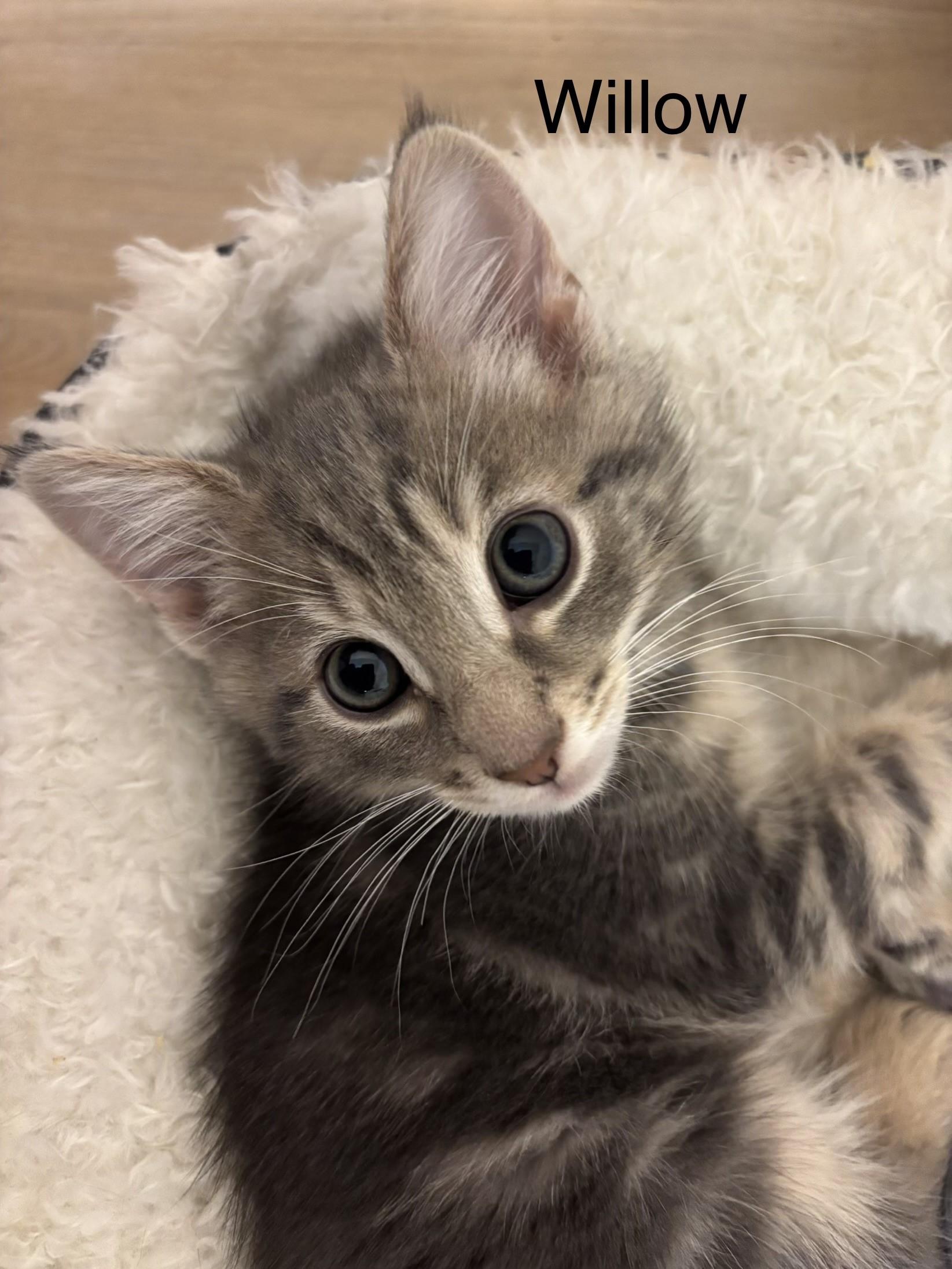 Coming Soon! Ash, Oak, Cypress, & Willow, a ADOPTABLE Tabby in Laurel, MD image 4/6