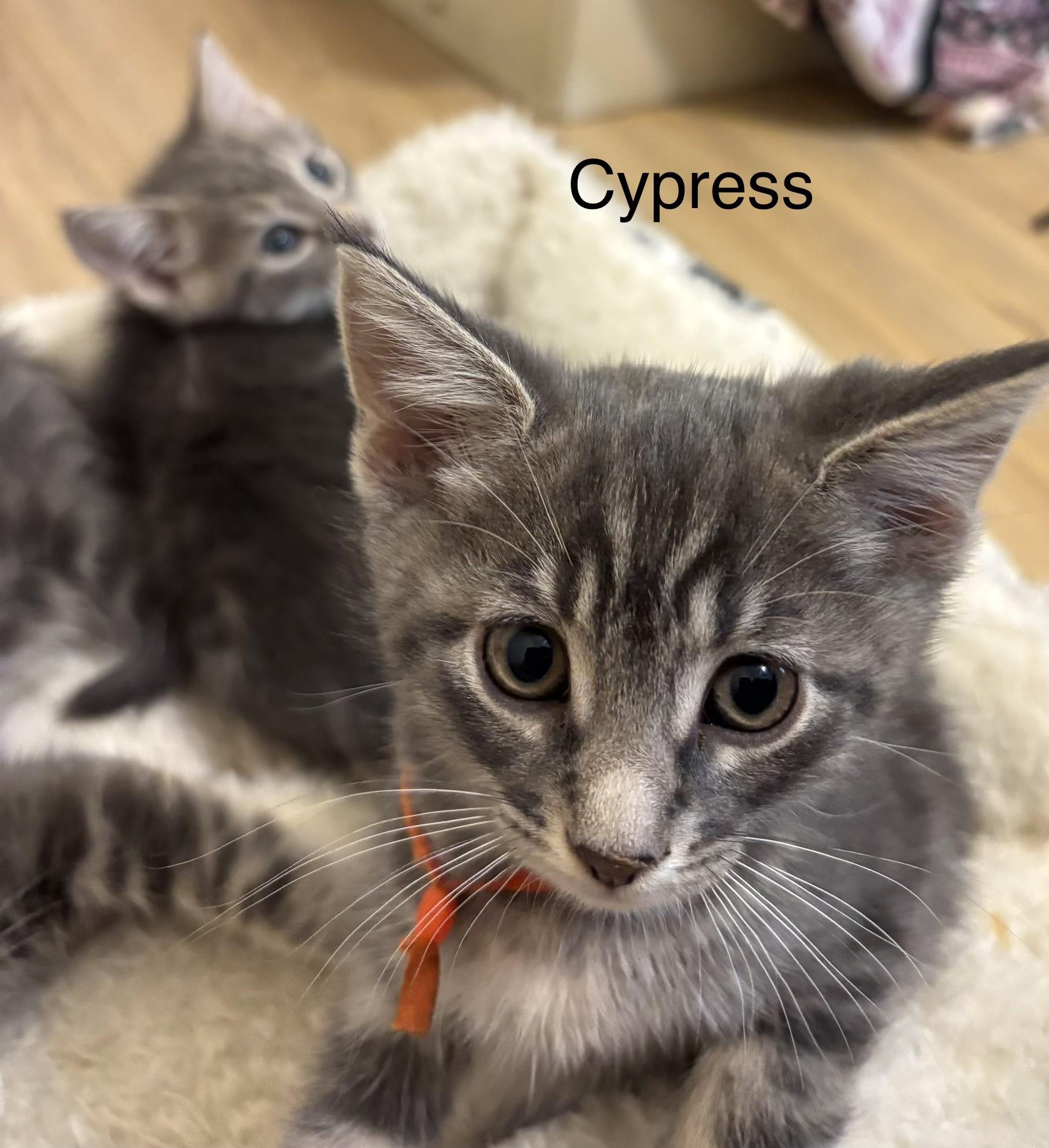 Coming Soon! Ash, Oak, Cypress, & Willow, a ADOPTABLE Tabby in Laurel, MD image 3/6