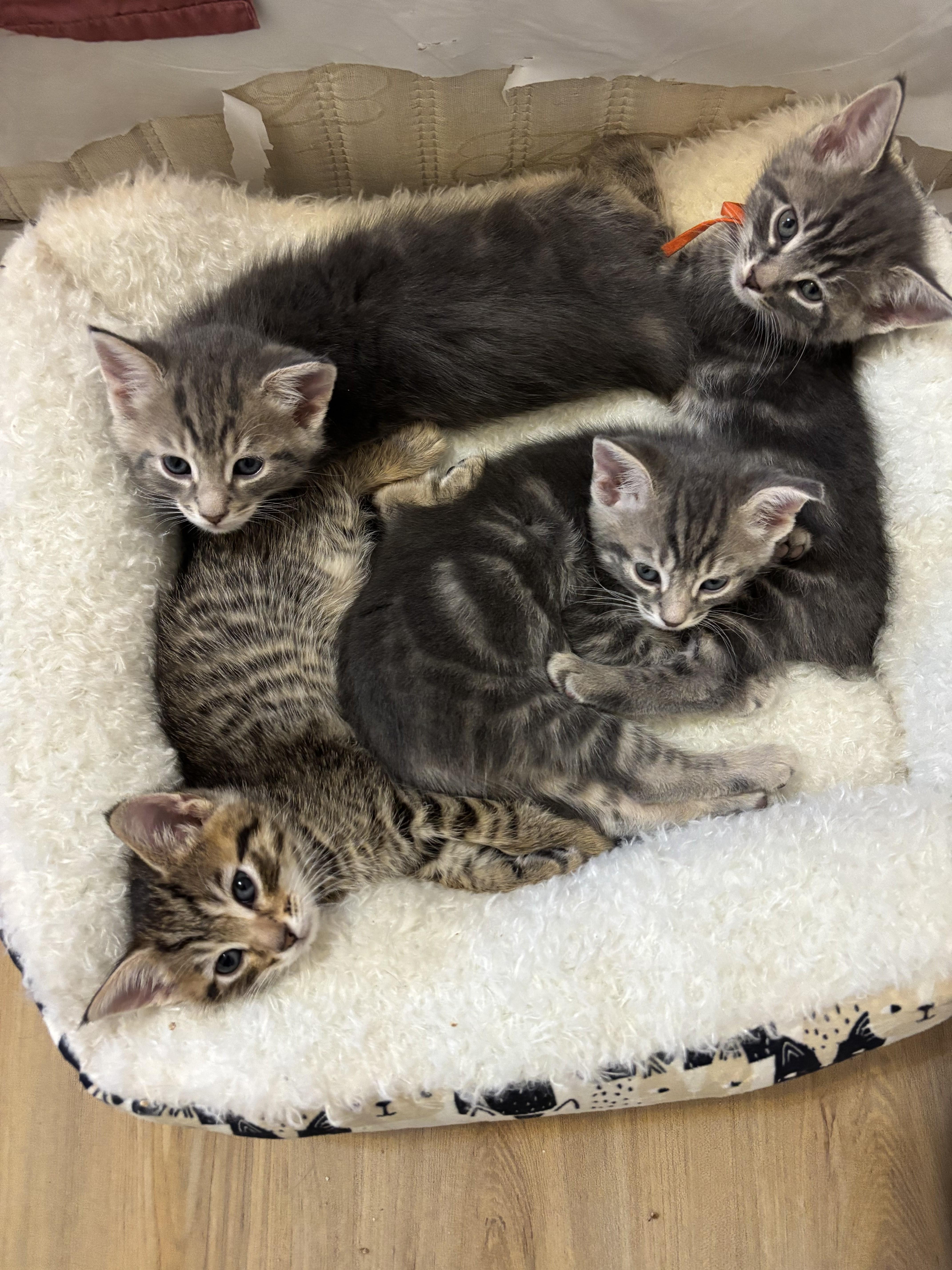 Coming Soon! Ash, Oak, Cypress, & Willow, a ADOPTABLE Tabby in Laurel, MD image 2/6