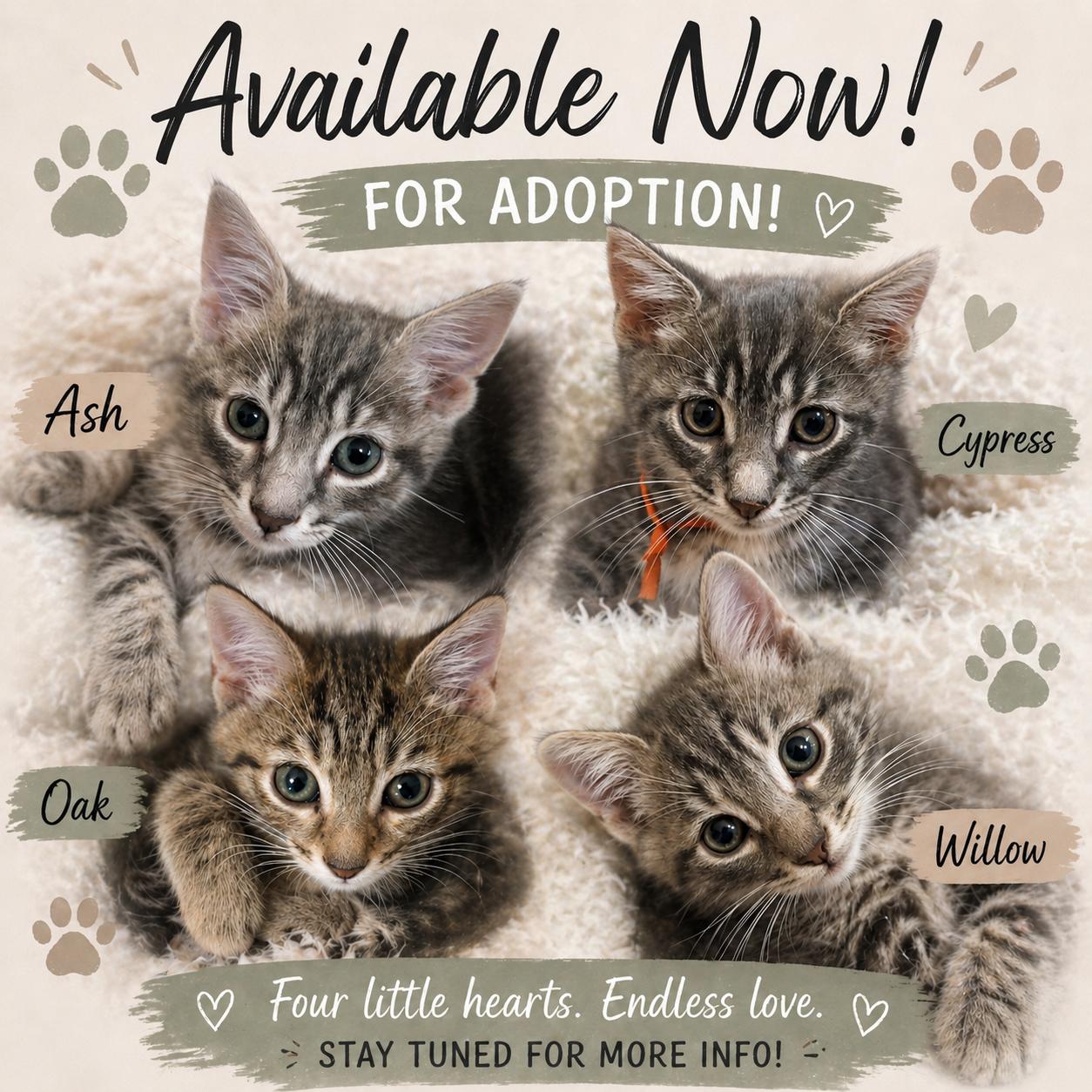 Enlarge Available Now Ash, Oak, Cypress, & Willow, a ADOPTABLE Tabby in Laurel, MD image 1/6