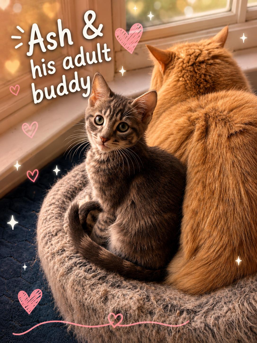 Enlarge Available Now Ash, Oak, Cypress, & Willow, a ADOPTABLE Tabby in Laurel, MD image 5/6
