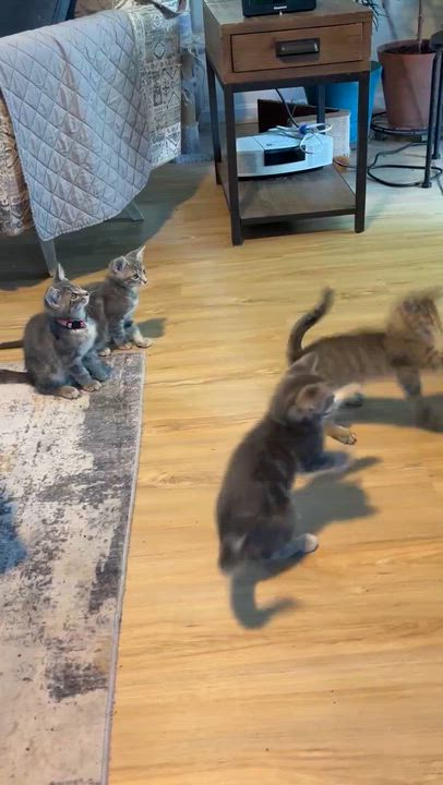 Enlarge Available Now Ash, Oak, Cypress, & Willow, a ADOPTABLE Tabby in Laurel, MD video 6/6