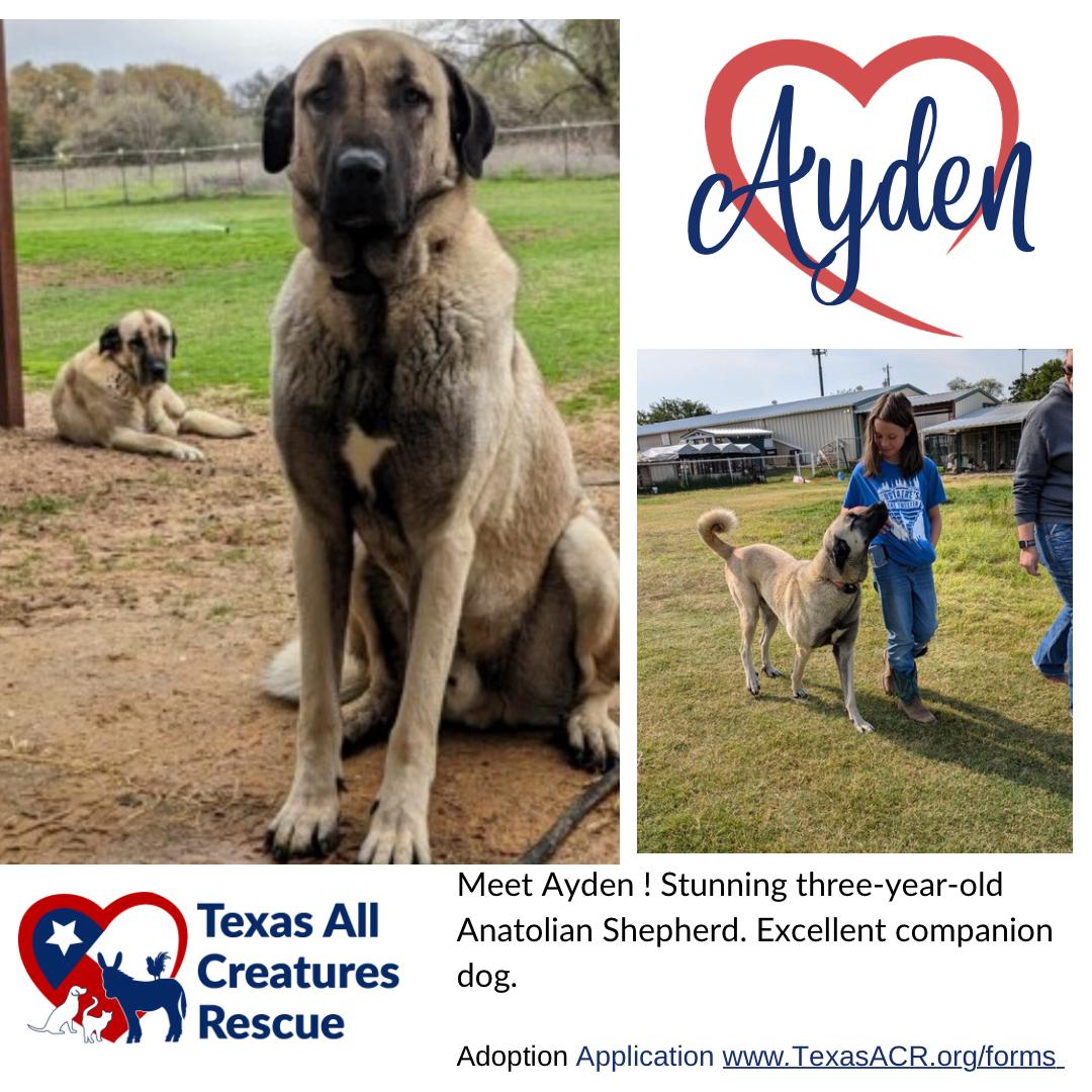 Ayden, Adoptable, Adult Male Anatolian Shepherd.