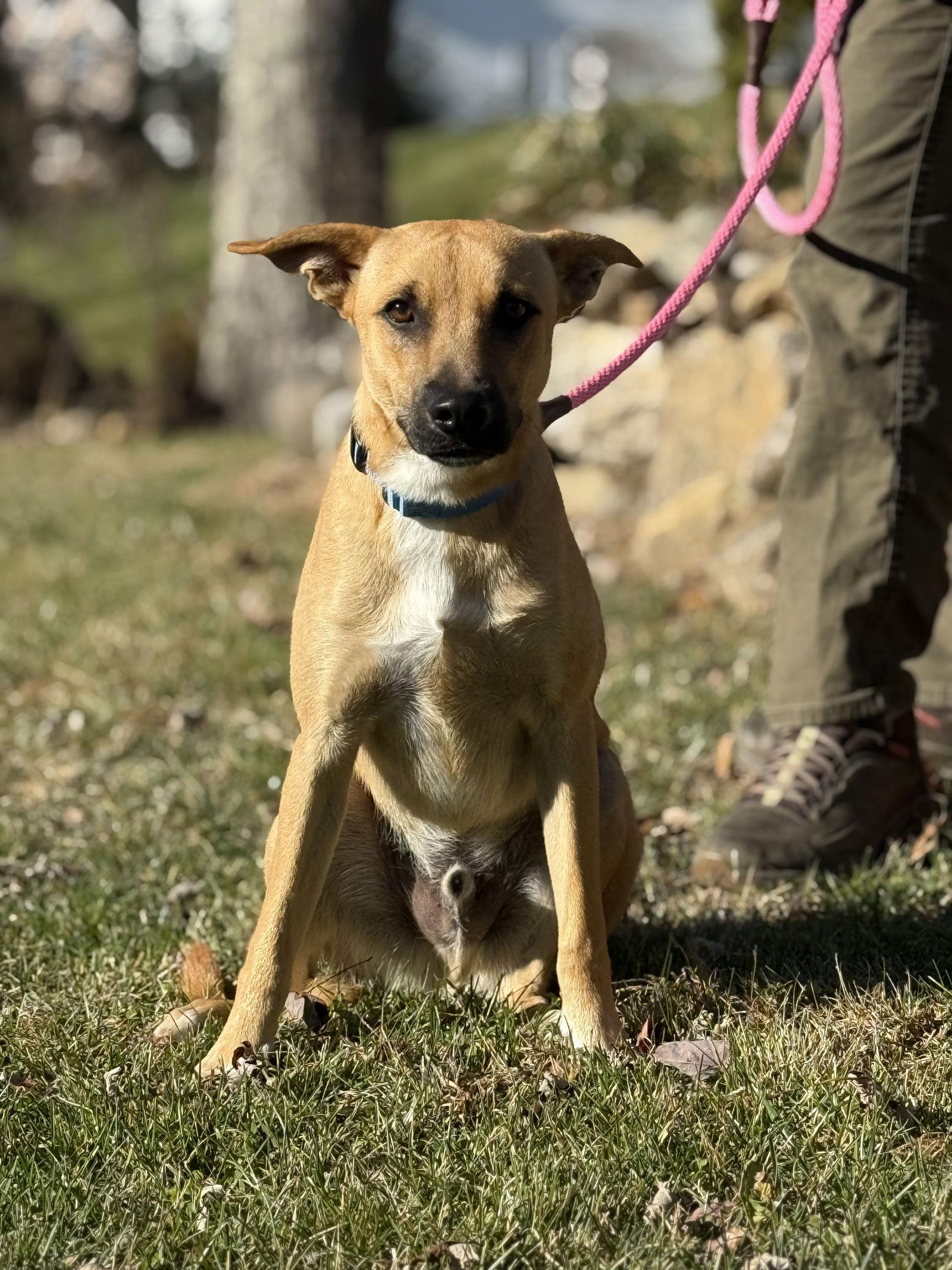 Enlarge Teo, a Adoptable Shepherd in Lake Hopatcong, NJ image 1/3