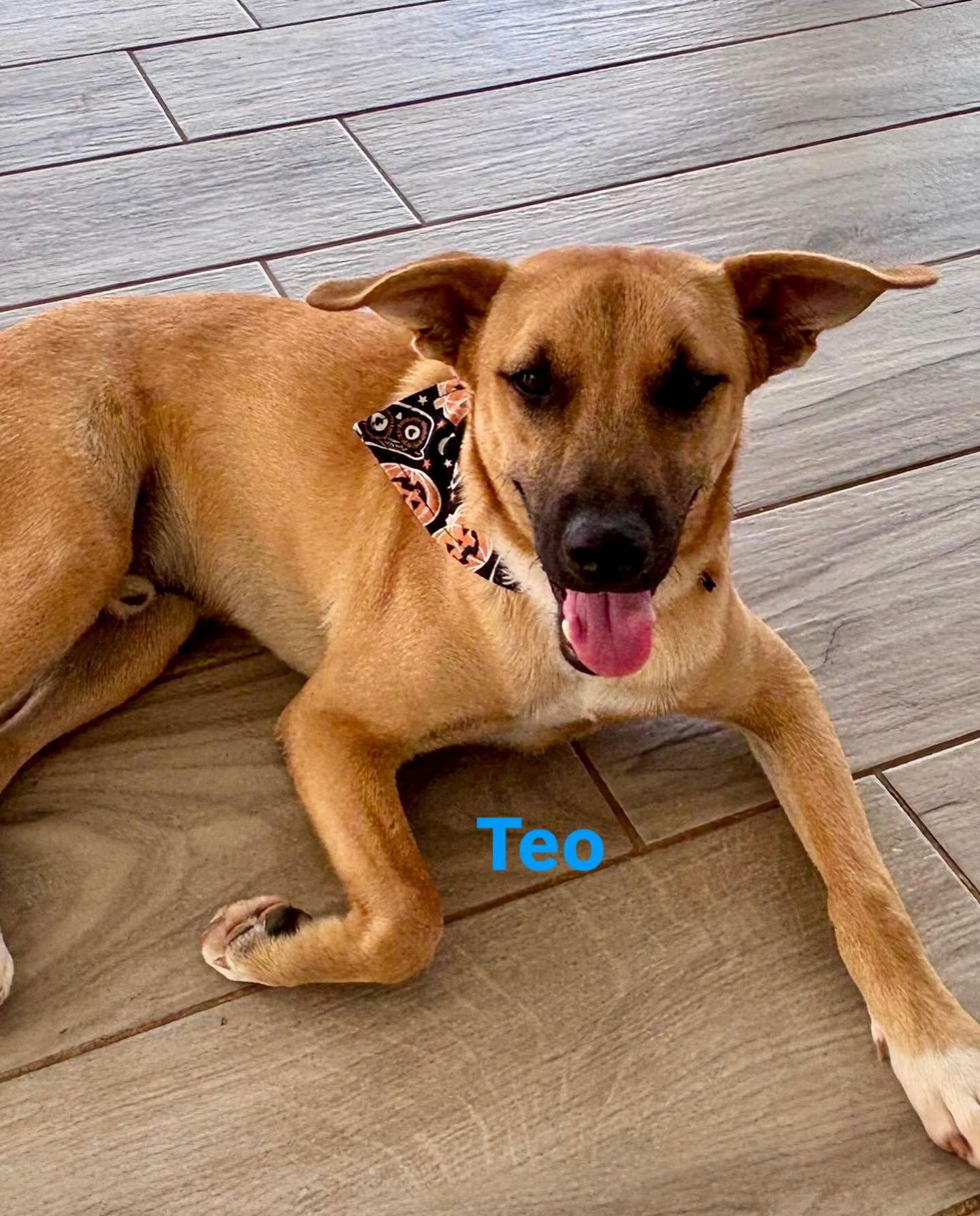 Enlarge Teo, a Adoptable Shepherd in Lake Hopatcong, NJ image 2/3