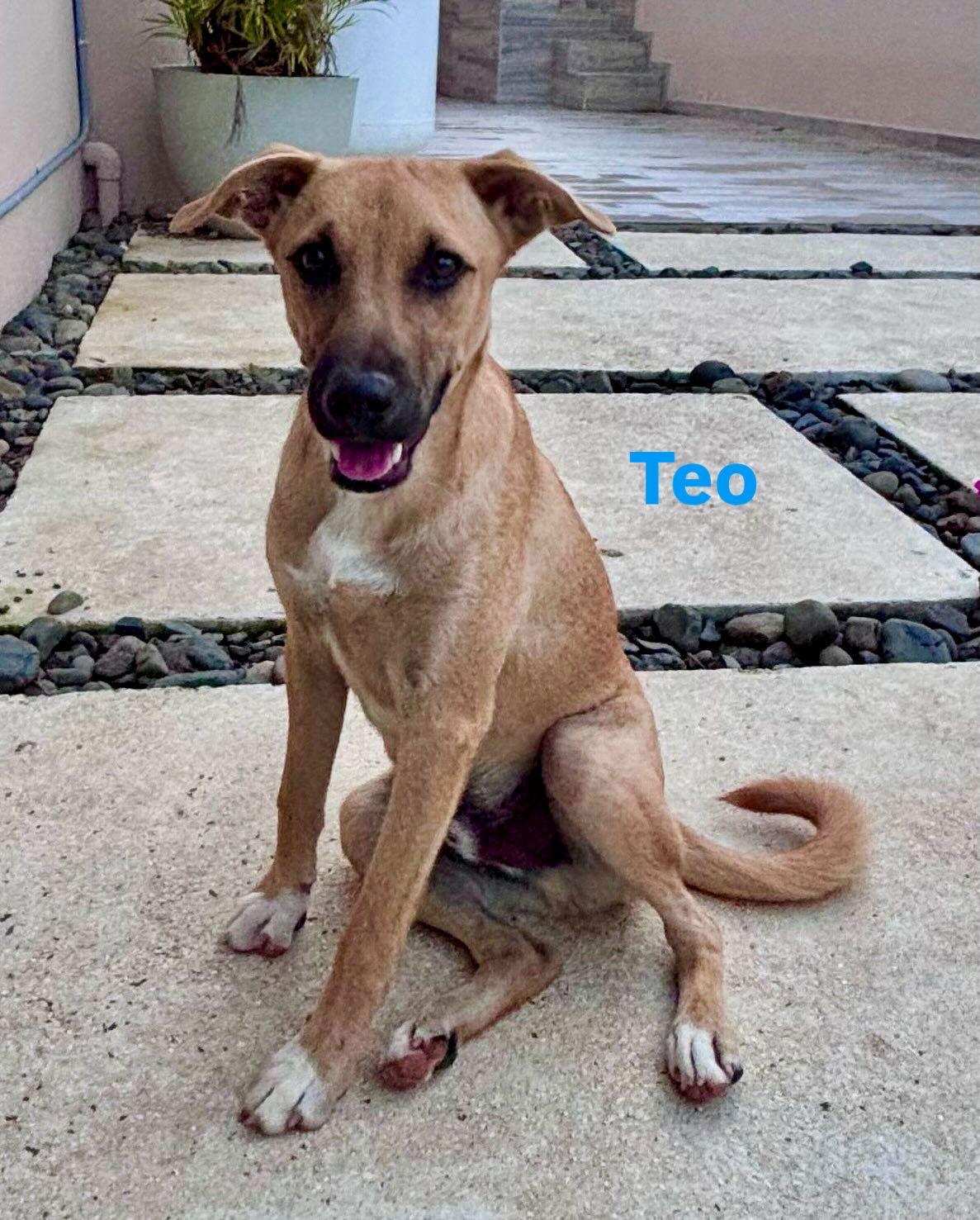 Enlarge Teo, a Adoptable Shepherd in Lake Hopatcong, NJ image 3/3