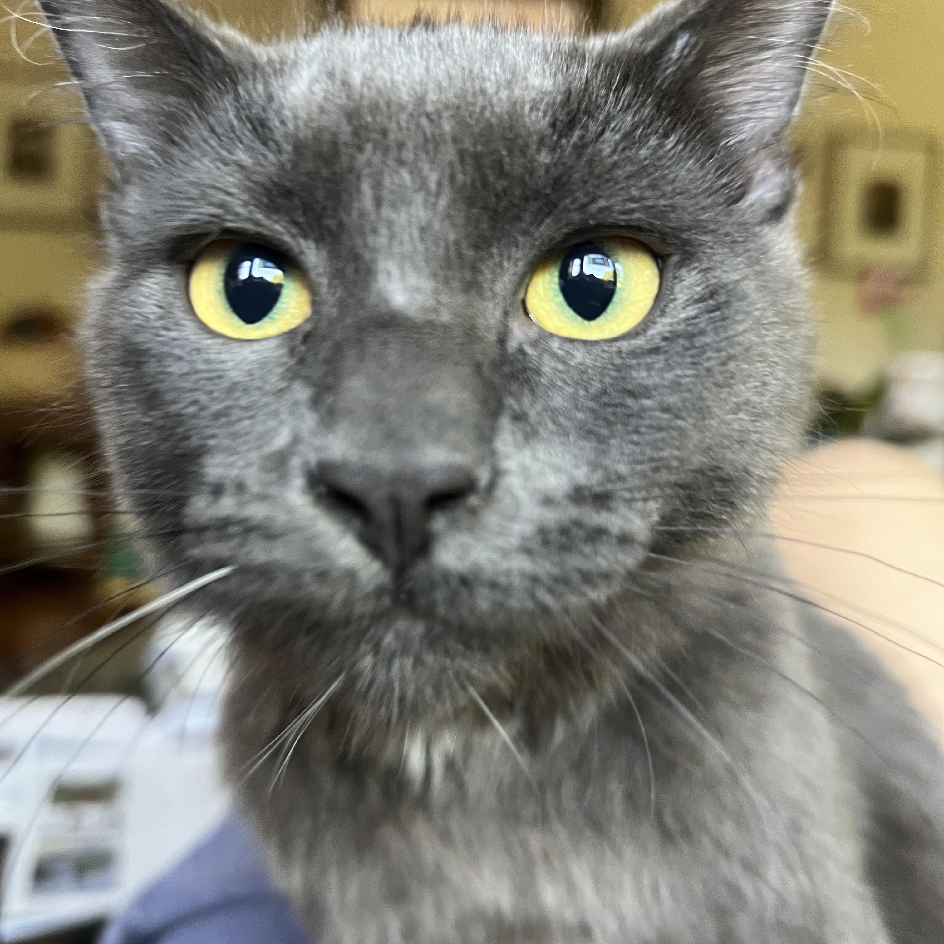 Enlarge Mist (Mister), a Adoptable Domestic Medium Hair in Los Angeles, CA image 5/6