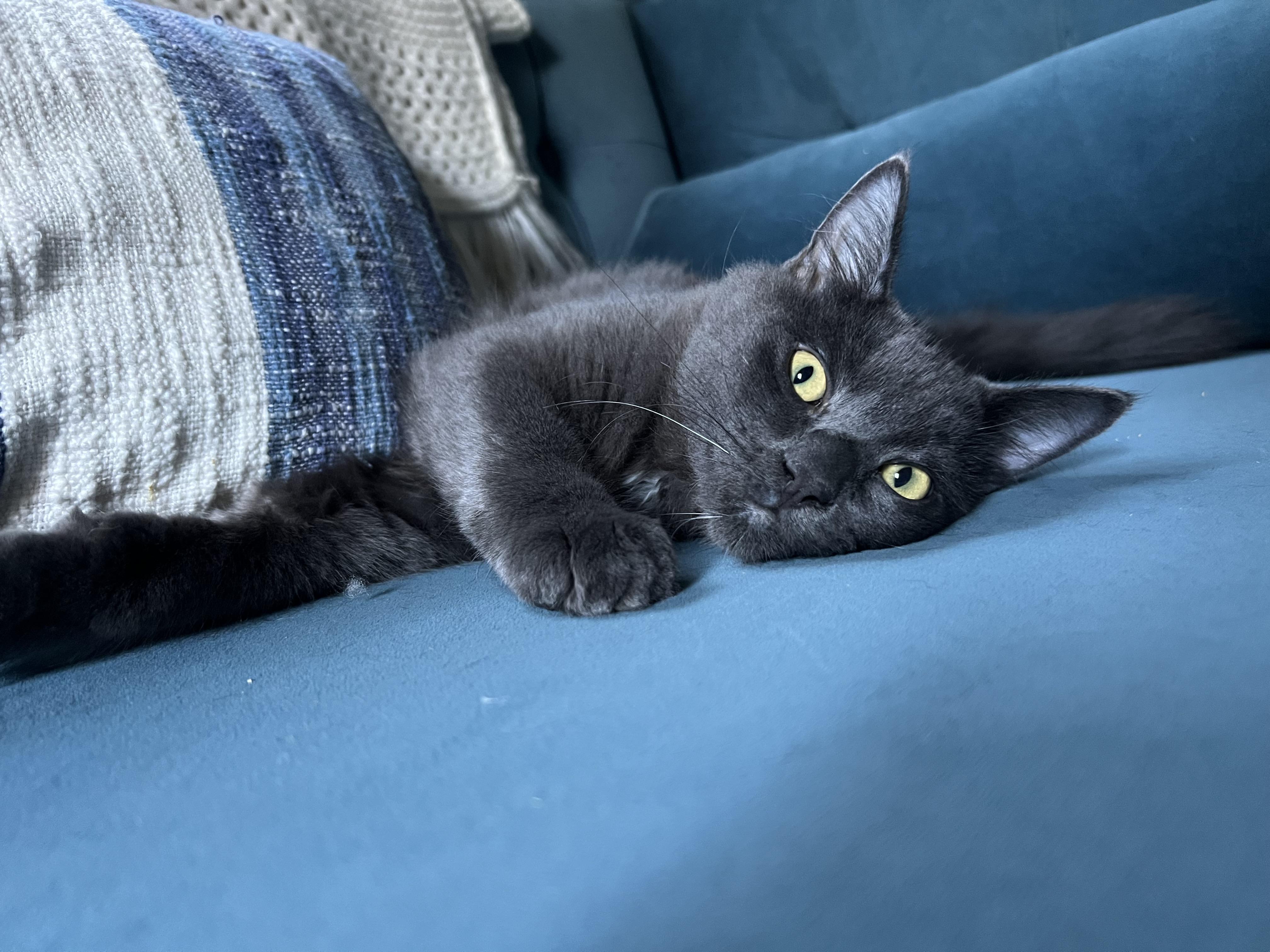 Enlarge Mist (Mister), a Adoptable Domestic Medium Hair in Los Angeles, CA image 2/6