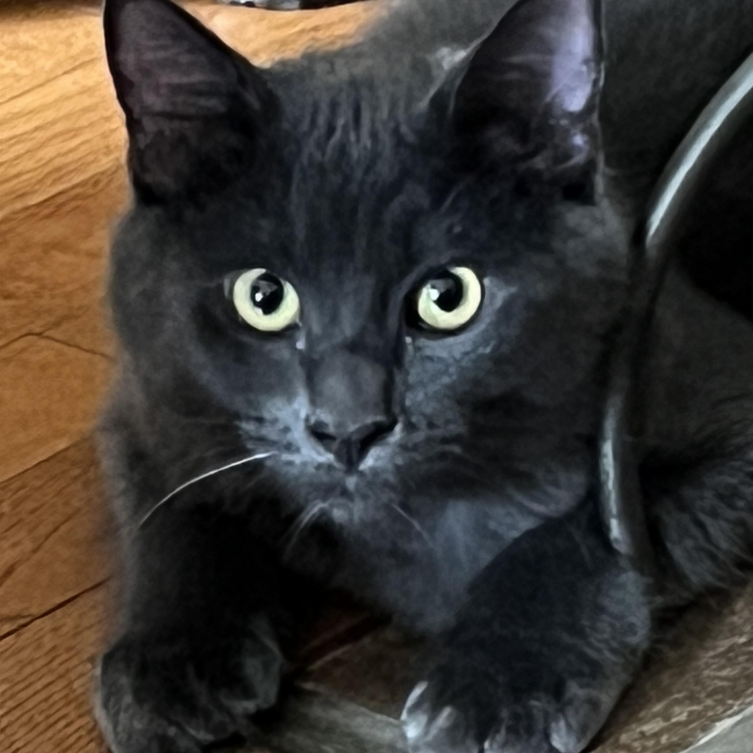 Enlarge Mist (Mister), a Adoptable Domestic Medium Hair in Los Angeles, CA image 4/6