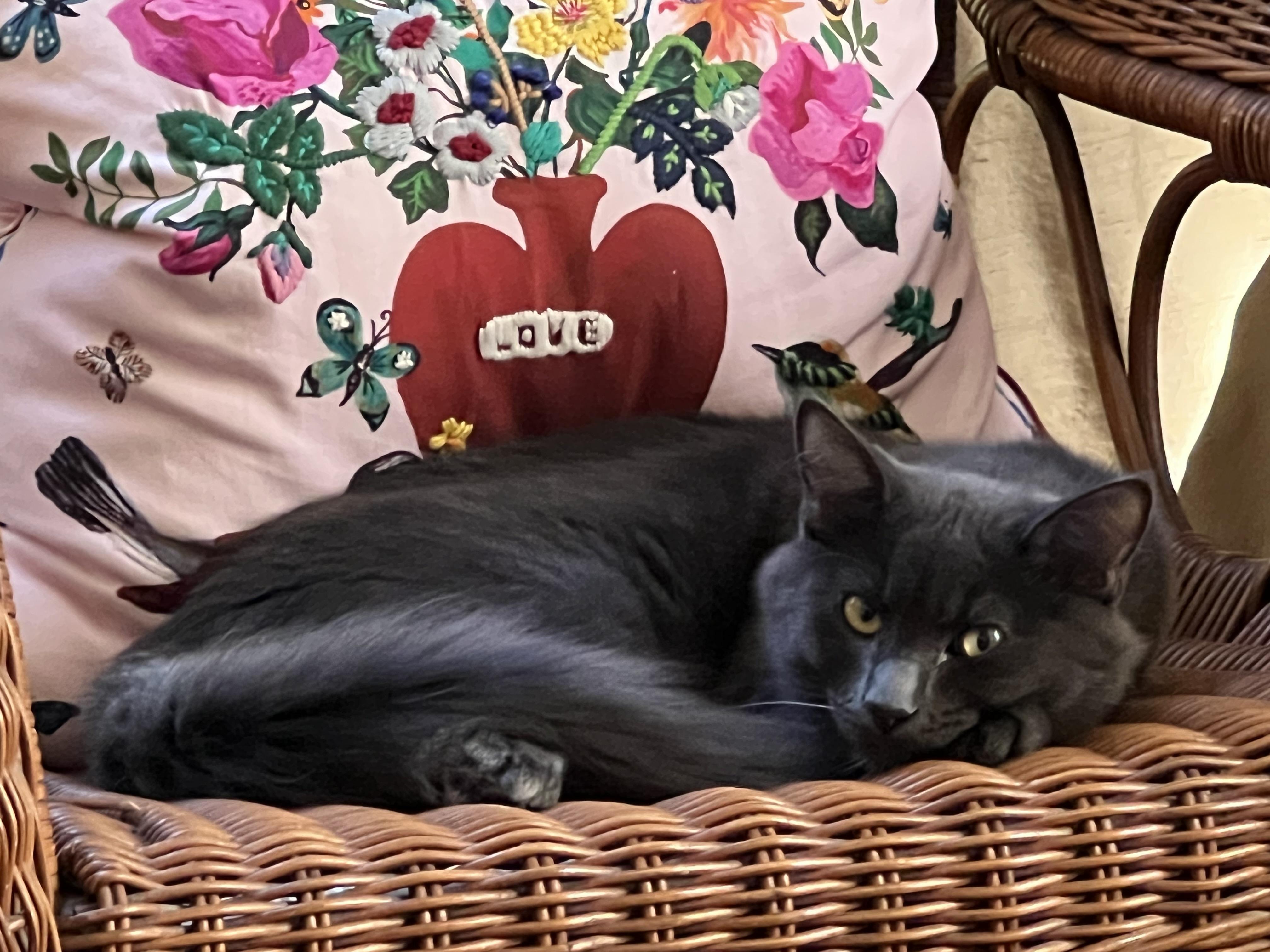 Enlarge Mist (Mister), a Adoptable Domestic Medium Hair in Los Angeles, CA image 6/6