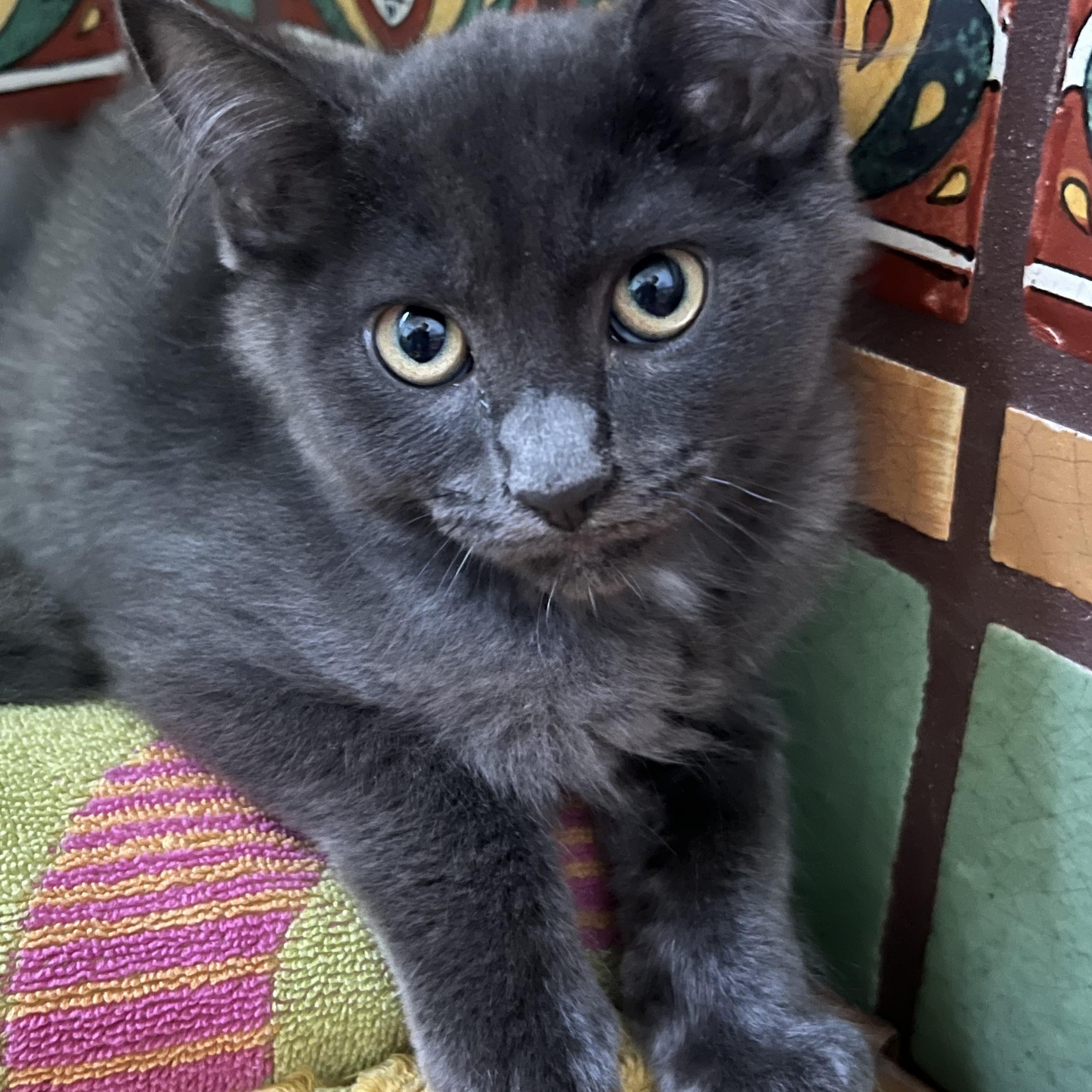 Enlarge Mist (Mister), a Adoptable Domestic Medium Hair in Los Angeles, CA image 1/6