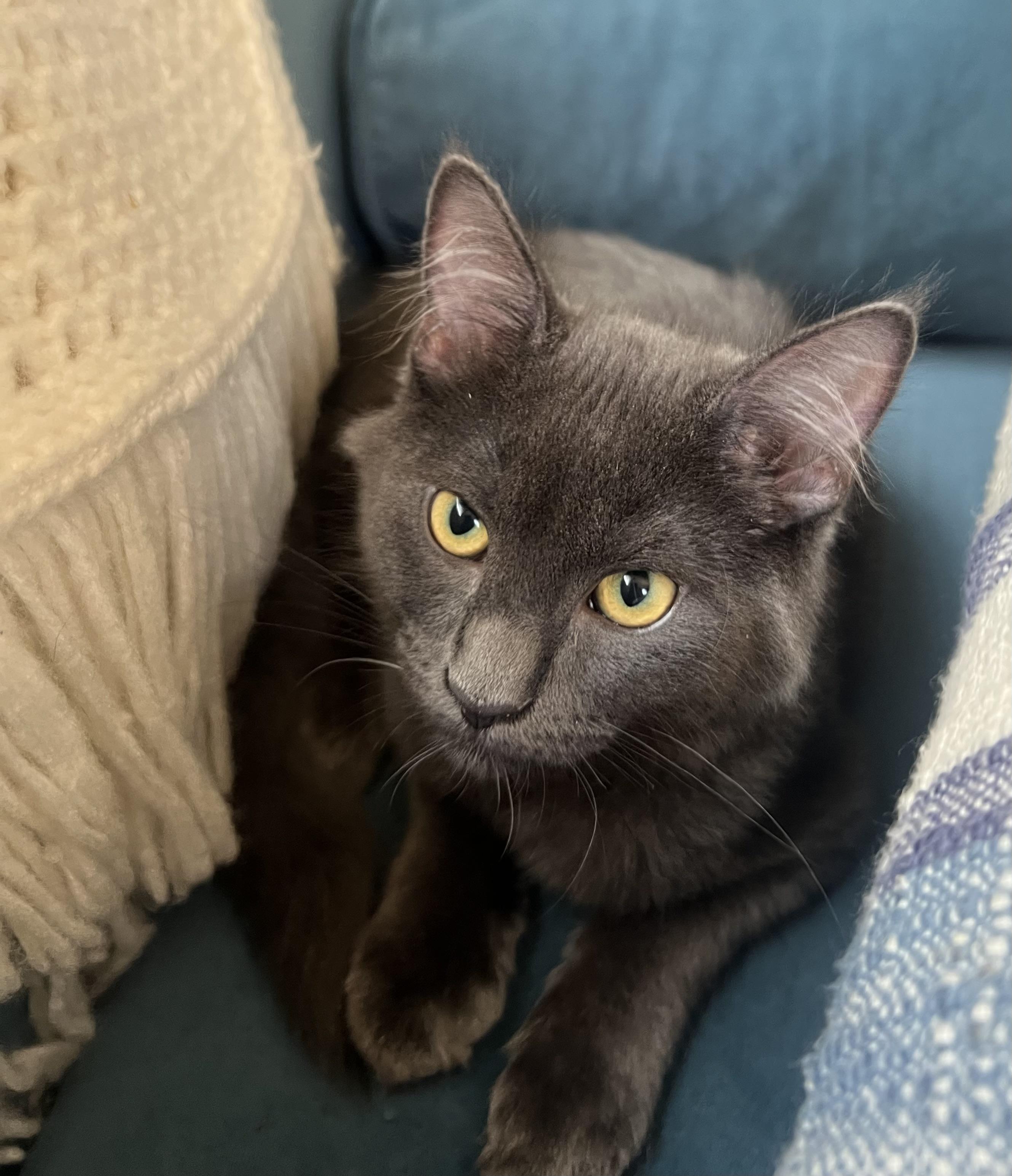 Enlarge Mist (Mister), a Adoptable Domestic Medium Hair in Los Angeles, CA image 3/6